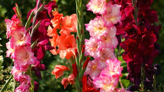 Gladiolus flowers