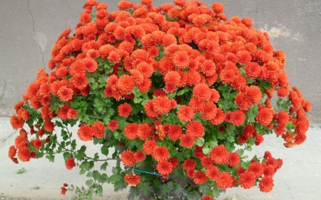 bouquet of chrysanthemums