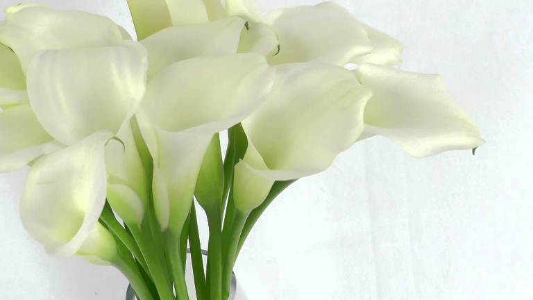 cup-shaped ivory-white calla lilies