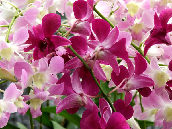 orchids